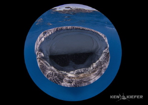 The fish eggs that the whale sharks are feasting upon are... by Ken Kiefer 